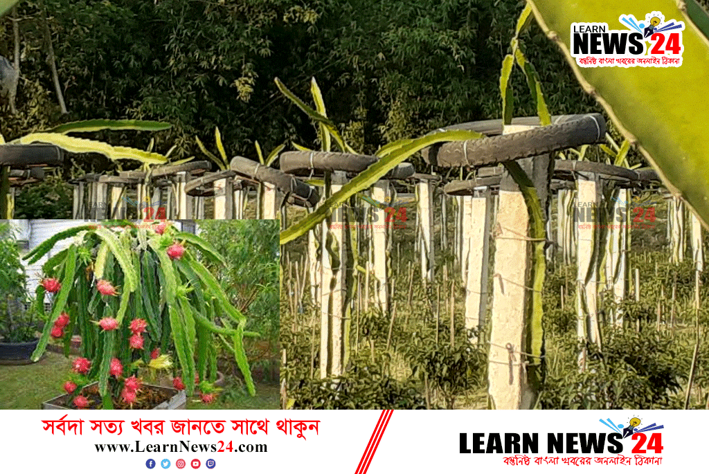 কিশোরগঞ্জের কৃষি অর্থনীতি বদলে দিতে বাণিজ্যিকভাবে শুরু হয়েছে ড্রাগন ফলের চাষ