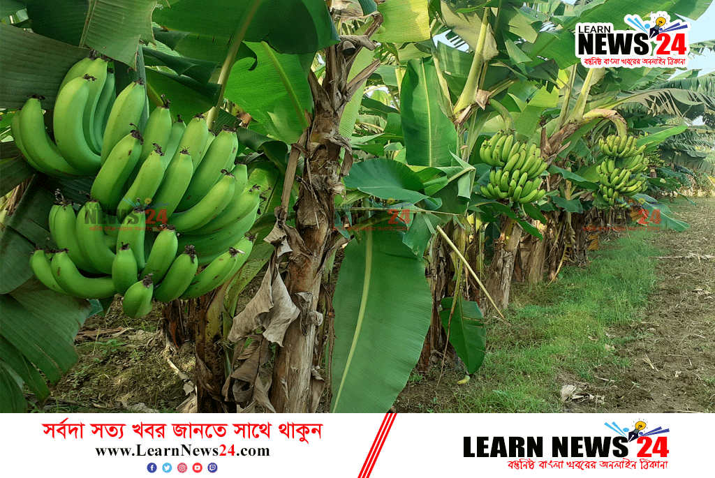 কিশোরগঞ্জে বাণিজ্যিকভাবে কলা চাষ অনেক কৃষকের ভাগ্যের পরিবর্তন