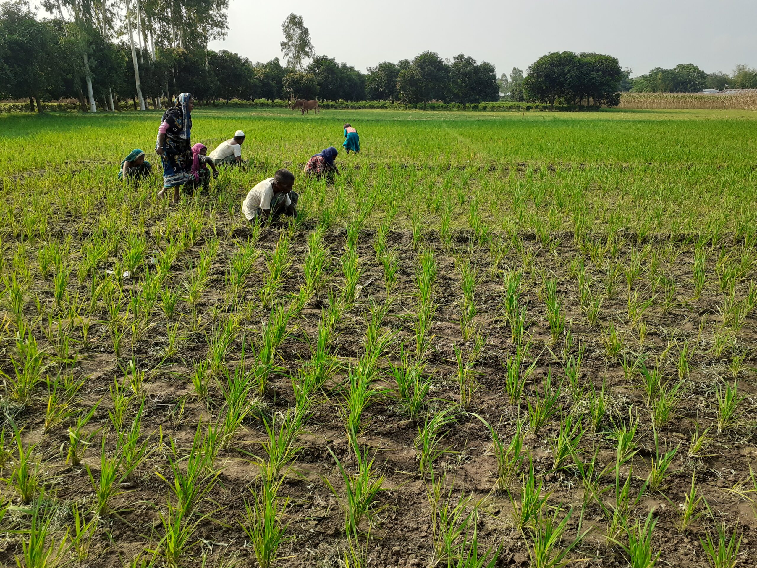 কিশোরগঞ্জে ভূ-গর্ভস্থ পানির অপচয় রোধে জনপ্রিয় হয়ে উঠেছে আউশ ধানের চাষ
