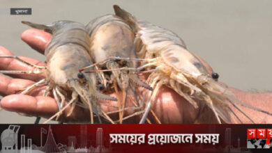 সাদা সোনাখ্যাত চিংড়ির রফতানি কমেছে