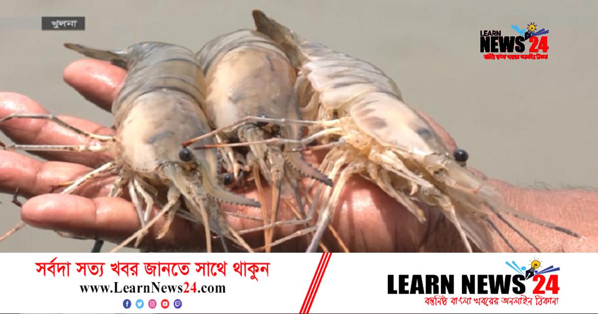 সাদা সোনাখ্যাত চিংড়ির রফতানি কমেছে সাদা সোনাখ্যাত চিংড়ির রফতানি কমেছে