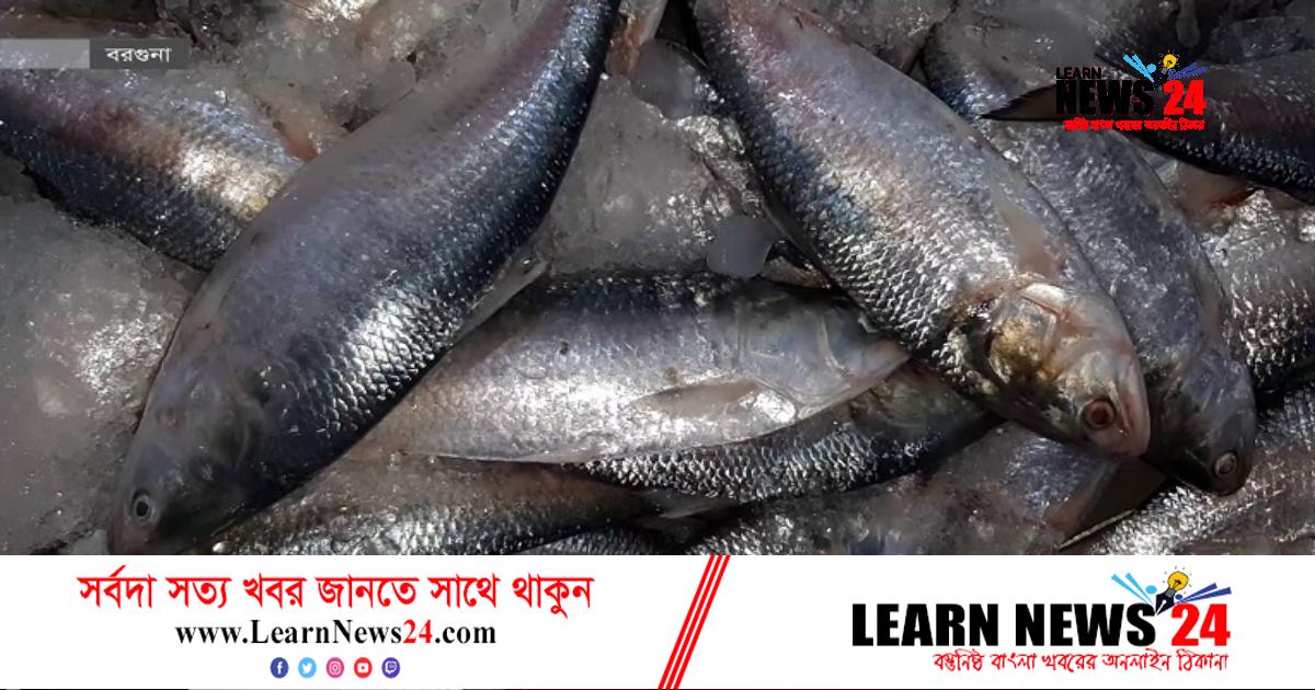 ভারতে ইলিশ রফতানিতে খুশি জেলেরা ভারতে ইলিশ রফতানিতে খুশি জেলেরা