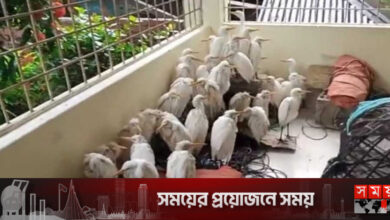 কক্সবাজারে ফাঁদ পেতে ধরা ৩০০ বক উদ্ধার