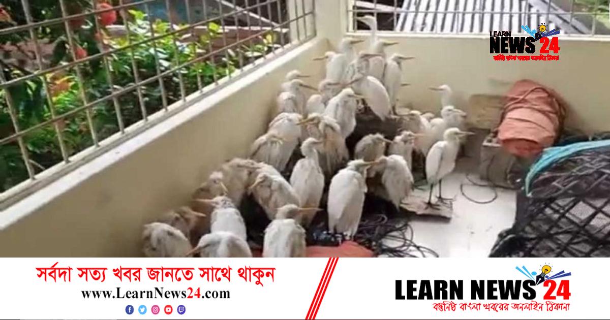 কক্সবাজারে ফাঁদ পেতে ধরা ৩০০ বক উদ্ধার