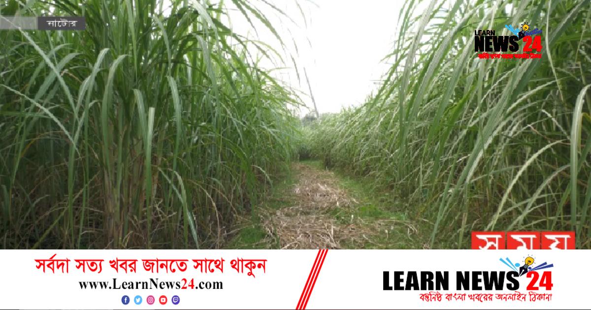 দীর্ঘ পাঁচ বছরে আখের দাম বেড়েছে মাত্র ৪০ টাকা দীর্ঘ পাঁচ বছরে আখের দাম বেড়েছে মাত্র ৪০ টাকা