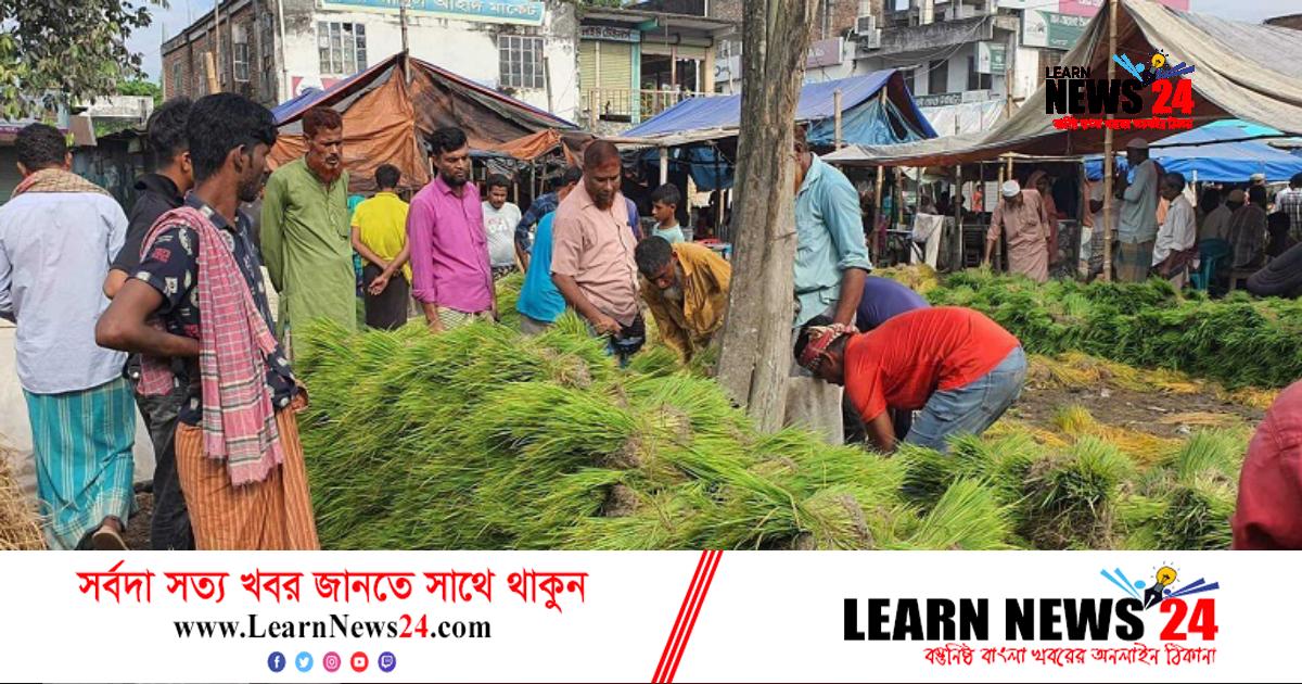 ব্রাহ্মণবাড়িয়ায় জমজমাট চারার হাট ব্রাহ্মণবাড়িয়ায় জমজমাট চারার হাট