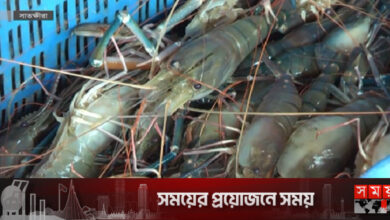 ‘হোয়াইট গোল্ড’ উৎপাদন শঙ্কায় ঘের মালিকরা