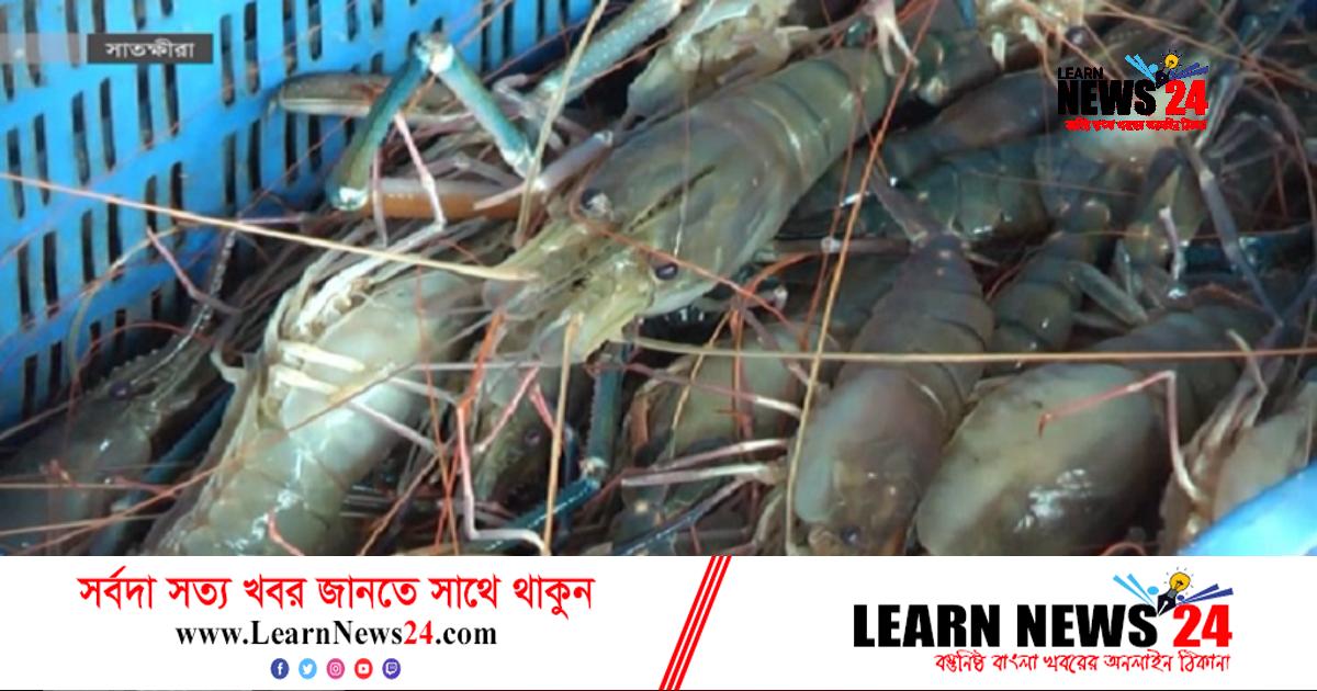 ‘হোয়াইট গোল্ড’ উৎপাদন শঙ্কায় ঘের মালিকরা ‘হোয়াইট গোল্ড’ উৎপাদন শঙ্কায় ঘের মালিকরা