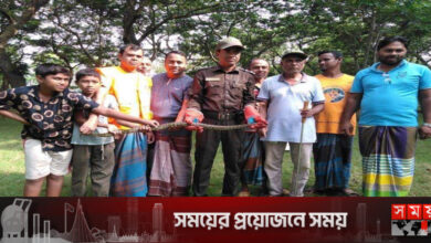 সুন্দরবনে চিংড়ি ঘের থেকে অজগর উদ্ধার