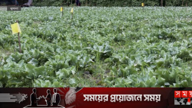 পদ্মা সেতু: খুলনা অঞ্চলে সবজি চাষে নতুন সম্ভাবনা