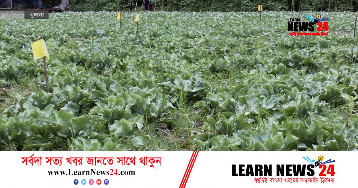 পদ্মা সেতু: খুলনা অঞ্চলে সবজি চাষে নতুন সম্ভাবনা পদ্মা সেতু: খুলনা অঞ্চলে সবজি চাষে নতুন সম্ভাবনা