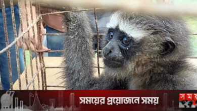 পাচারের সময় মহাবিপন্ন উল্লুক উদ্ধার, পাচারকারী গ্রেফতার