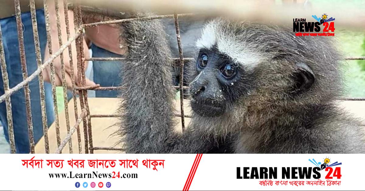 পাচারের সময় মহাবিপন্ন উল্লুক উদ্ধার, পাচারকারী গ্রেফতার