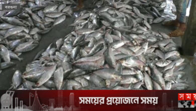 ৬ ঘণ্টায় তাজা ইলিশ পৌঁছে যাচ্ছে ঢাকায়