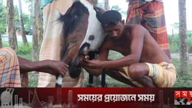 ‘দুধ দেয়া পাঁঠা’ পর্যবেক্ষণে প্রাণিসম্পদ অধিদফতর