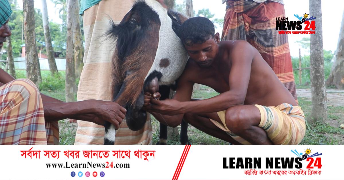 ‘দুধ দেয়া পাঁঠা’ পর্যবেক্ষণে প্রাণিসম্পদ অধিদফতর