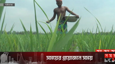 ইউরিয়া সারের সংকটে গাইবান্ধার কৃষকরা
