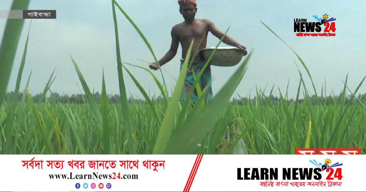 ইউরিয়া সারের সংকটে গাইবান্ধার কৃষকরা