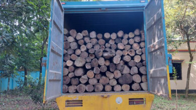 ফেনীর মহিপালে ২০০ ঘনফুট সেগুন কাঠ আটক