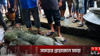 তিস্তায় বড়শিতে ধরা ৯২ কেজির বাঘাইড়