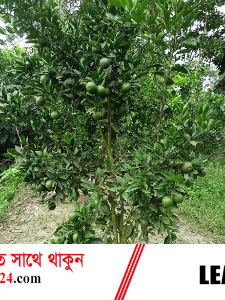 দাগনভূঞায় গ্রীন মাল্টা চাষে কৃষকদের আগ্রহ বেড়েছে দাগনভূঞায় গ্রীন মাল্টা চাষে কৃষকদের আগ্রহ বেড়েছে