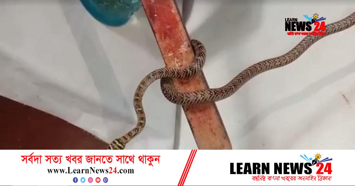 পটুয়াখালীতে কালনাগিনি উদ্ধার