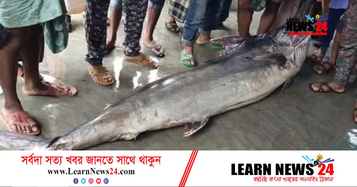 পটুয়াখালীতে জেলের জালে ১৮৫ কেজি ওজনের ‘সেইল ফিশ’