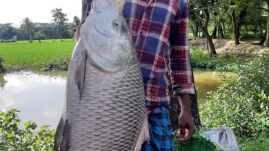 সোনাগাজীতে জালে ধরা পড়ল সাড়ে ১৮ কেজির কাতলা