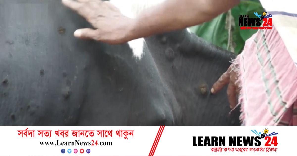 ভাইরাসজনিত রোগের প্রাদুর্ভাবে আতঙ্কে রাজশাহীর খামারিরা ভাইরাসজনিত রোগের প্রাদুর্ভাবে আতঙ্কে রাজশাহীর খামারিরা