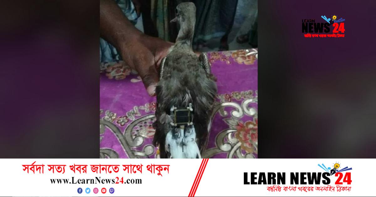 মহেশখালীতে ইলেকট্রনিক্স ডিভাইসযুক্ত পাখি উদ্ধার মহেশখালীতে ইলেকট্রনিক্স ডিভাইসযুক্ত পাখি উদ্ধার