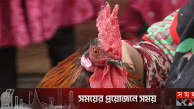 মোরগের কণ্ঠে আল্লাহ আল্লাহ ডাক!