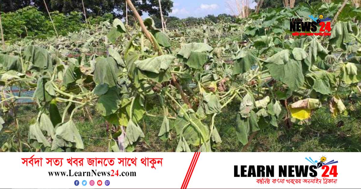 লাউ গাছের সঙ্গে এ কেমন শত্রুতা! লাউ গাছের সঙ্গে এ কেমন শত্রুতা!