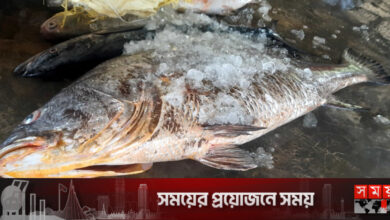 সাগরে ধরা পড়লো বিশাল পোপা, দাম হাঁকানো হলো সাড়ে ৭ লাখ টাকা