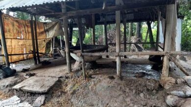 সোনাগাজীতে চেয়ারম্যানের পাশের বাড়ীতে বিধবা অসহায় গৃহিণীর দুটি গরু চুরি