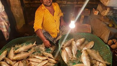 সোনাগাজীর বড় ফেনী নদীতে দুই সপ্তাহ পর ধরা পড়ল বড় ৫০টি ইলিশ