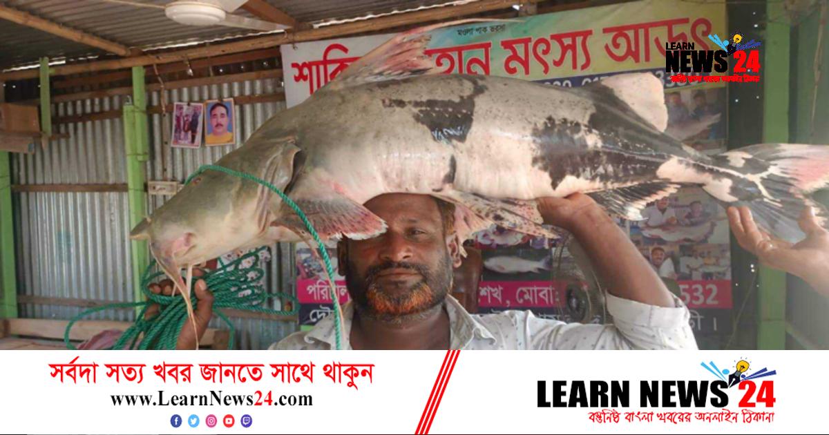 পদ্মায় জেলের জালে ২০ কেজির বাগাইড় পদ্মায় জেলের জালে ২০ কেজির বাগাইড়