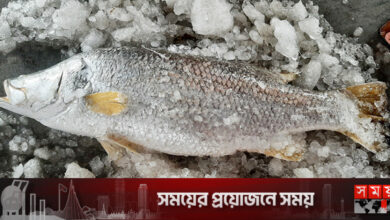 ১৭ কেজির কোরালের ‘পেটির দামই ৫ হাজার’