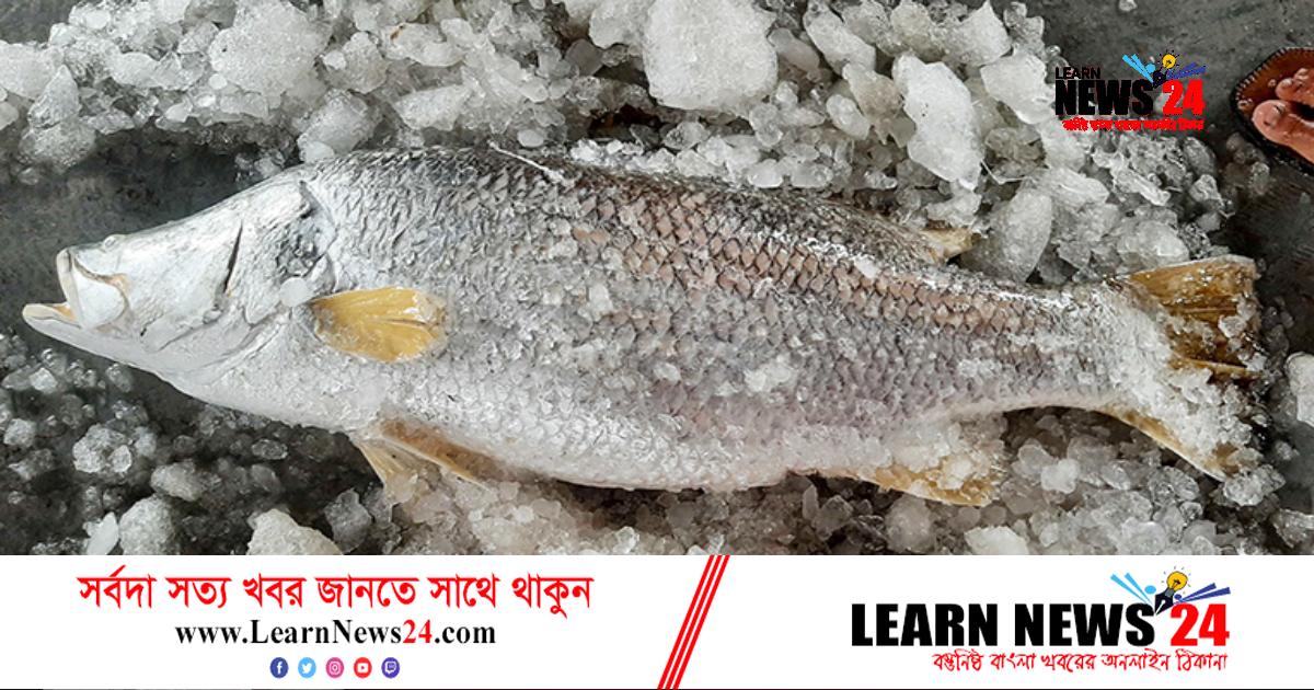 ১৭ কেজির কোরালের ‘পেটির দামই ৫ হাজার’