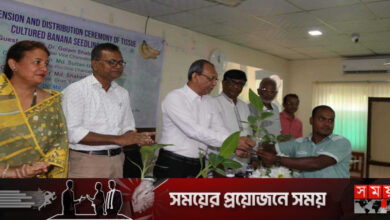 দেশে উন্নত জাতের কলা উদ্ভাবন