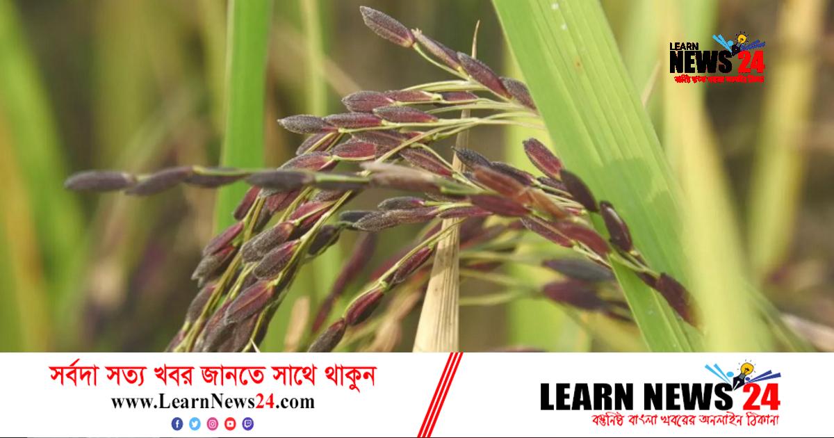 হিলিতে ক্যানসার প্রতিরোধী ব্ল্যাক ধানের চাষ হিলিতে ক্যানসার প্রতিরোধী ব্ল্যাক ধানের চাষ
