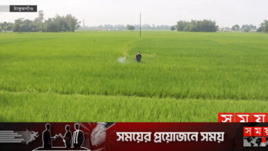 ঠাকুরগাঁওয়ে সার সংকটে ক্ষুব্ধ কৃষক