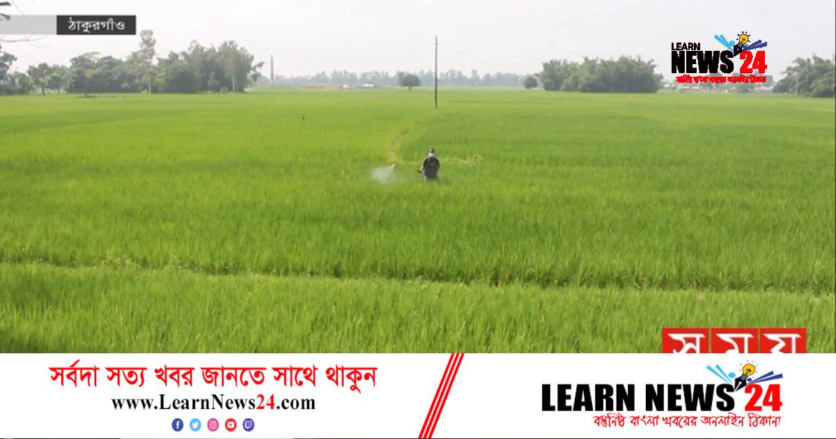 ঠাকুরগাঁওয়ে সার সংকটে ক্ষুব্ধ কৃষক
