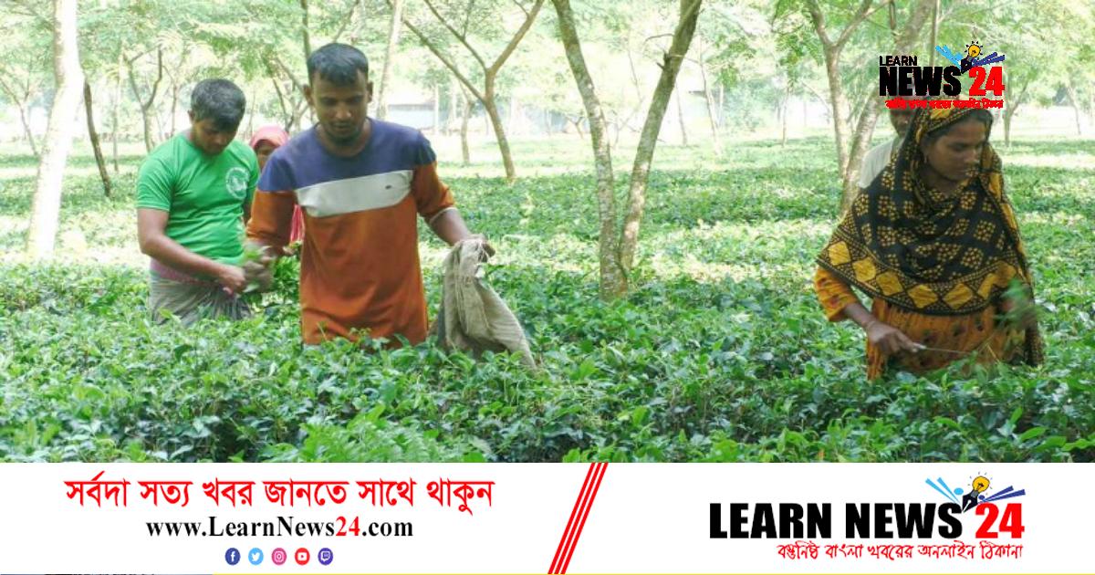 ৫০ শতাংশ ছাড়ে চাপাতা বিক্রি করছেন চাষিরা