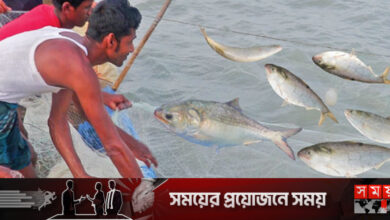 এক চাঁদপুরই যেন ঘুরিয়ে দিলো বাংলাদেশের ইলিশের চিত্র!