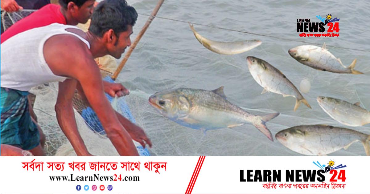 এক চাঁদপুরই যেন ঘুরিয়ে দিলো বাংলাদেশের ইলিশের চিত্র!