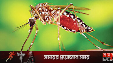 বর্ষায় মশা দূর করার ঘরোয়া উপায়