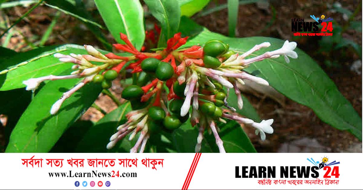 যে কারণে বিশেষ উপকারী সর্পগন্ধা!