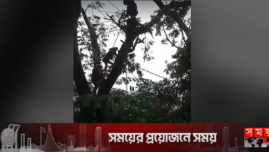 গাছের মগডালে উঠে বিপাকে মুন্সীগঞ্জের যুবক