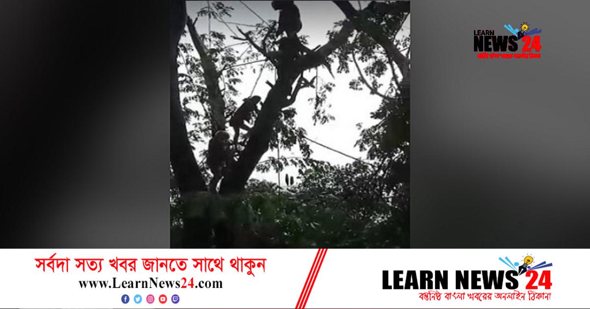 গাছের মগডালে উঠে বিপাকে মুন্সীগঞ্জের যুবক