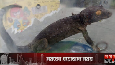 মোংলার লোকালয় থেকে বিরল প্রজাতির তক্ষক উদ্ধার